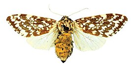 Lophocampa alternata