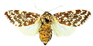 <i>Lophocampa alternata</i> Species of moth