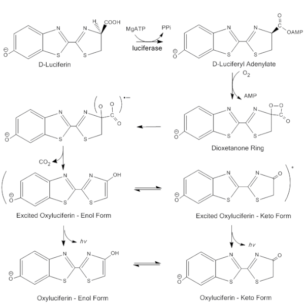 File:Luciferase Mechanism.gif