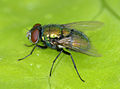 a fly