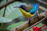 Thumbnail for Metallic-winged sunbird