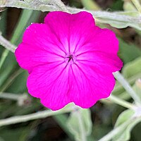 Rose campion flower