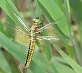 Lyriothemis pachygastra female young.JPG