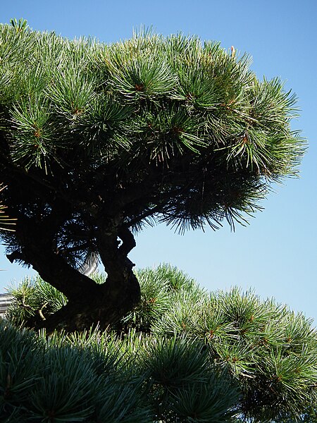 File:Mädchenkiefer Pinus parviflora 2011 MA.JPG
