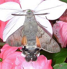 Macroglossum stellaratum 10331.jpg