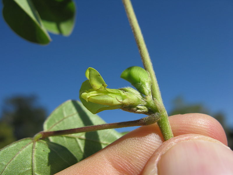 File:Macrotyloma axillare flower1 (10356851025).jpg