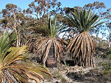 Large specimens in Coomallo Nature Reserve Macrozamia fraseri at hivalley.jpg