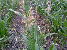 Cultivo de Maíz RR. Se observa un lote fumigado con glifosato y la presencia de la maleza sorgo de Alepo, la cual está seca por efecto del herbicida. El maíz se encuentra en excelentes condiciones.