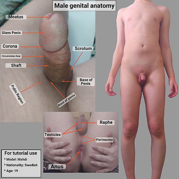 File:Male penis anatomy.jpg