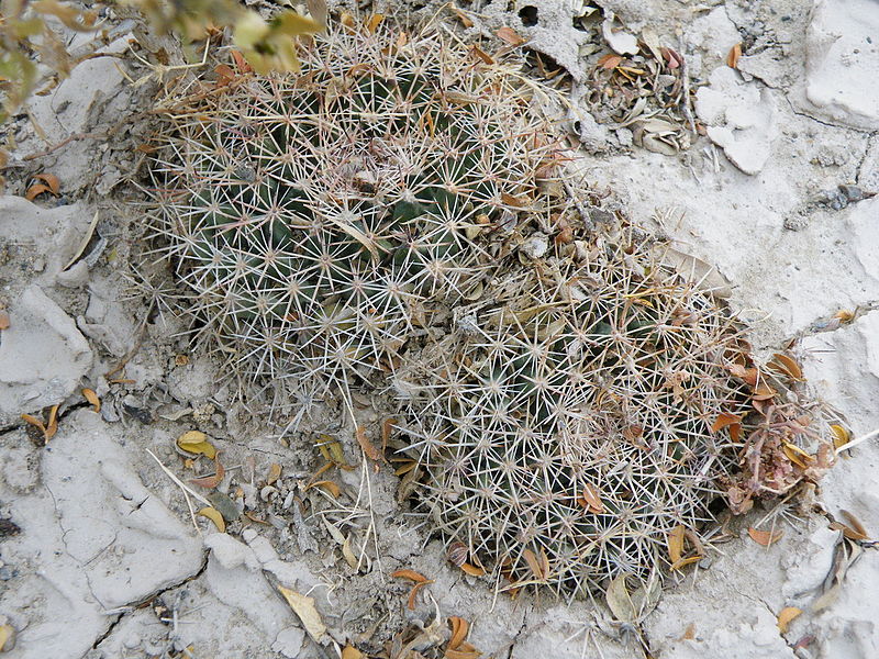 File:Mammillaria heyderi ssp. heyderi (5660844532).jpg