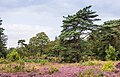 Bloeiende heide (Mandefjild natuurgebied bij Bakkeveen).