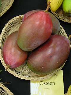 Osteen (mango)