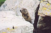 Marmotta.jpg