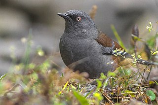 <span class="mw-page-title-main">Maroon-backed accentor</span> Species of bird