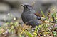 Maroon-backed Accentor Neora valley National Park West Bengal India 08.12.2015.jpg