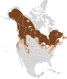 Amerikinė kiaunė (Martes americana)