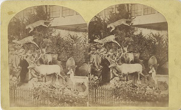Early natural history diorama at the 1876 Philadelphia Centennial Exhibition created by Martha Maxwell. Stereograph image produced by Centennial Photographic Company
