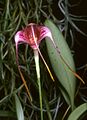 Masdevallia hieroglyphica