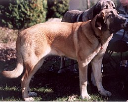 Pet Dreams - Fila brasileiro é uma raça de cão de grande a gigante porte  desenvolvida no Brasil, e a primeira raça brasileira a ser reconhecida  internacionalmente. O fila brasileiro é utilizado