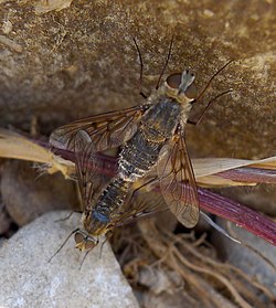 Mating Bee Flies. Cytherea cf obscura - Flickr - gailhampshire.jpg