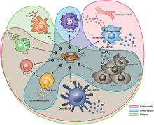 After systemic administration, bacteria localize to the tumor microenvironment. The interactions between bacteria, cancer cells, and the surrounding microenvironment cause various alterations in tumor-infiltrating immune cells, cytokines, and chemokines, which further facilitate tumor regression. 1 Bacterial toxins from S. Typhimurium, Listeria, and Clostridium can kill tumor cells directly by inducing apoptosis or autophagy. Toxins delivered via Salmonella can upregulate Connexin 43 (Cx43), leading to bacteria-induced gap junctions between the tumor and dendritic cells (DCs), which allow cross-presentation of tumor antigens to the DCs. 2 Upon exposure to tumor antigens and interaction with bacterial components, DCs secrete robust amounts of the proinflammatory cytokine IL-1b, which subsequently activates CD8+ T cells. 3 The antitumor response of the activated CD8+ T cells is further enhanced by bacterial flagellin (a protein subunit of the bacterial flagellum) via TLR5 activation. The perforin and granzyme proteins secreted by activated CD8+ T cells efficiently kill tumor cells in primary and metastatic tumors. 4 Flagellin and TLR5 signaling also decreases the abundance of CD4+ CD25+ regulatory T (Treg) cells, which subsequently improves the antitumor response of the activated CD8+ T cells. 5 S. Typhimurium flagellin stimulates NK cells to produce interferon-g (IFN-g), an important cytokine for both innate and adaptive immunity. 6 Listeria-infected MDSCs shift into an immune-stimulating phenotype characterized by increased IL-12 production, which further enhances the CD8+ T and NK cell responses. 7 Both S. Typhimurium and Clostridium infection can stimulate significant neutrophil accumulation. Elevated secretion of TNF-a and TNF-related apoptosis-inducing ligand (TRAIL) by neutrophils enhances the immune response and kills tumor cells by inducing apoptosis. 8 The macrophage inflammasome is activated through contact with bacterial components (LPS and flagellin) and Salmonella-damaged cancer cells, leading to elevated secretion of IL-1b and TNF-a into the tumor microenvironment. NK cell: natural killer cell. Treg cell: regulatory T cell. MDSCs: myeloid-derived suppressor cells. P2X7 receptor: purinoceptor 7-extracellular ATP receptor. LPS: lipopolysaccharide Mechanisms by which bacteria target tumors.svg