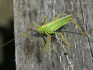 Common oak shrimp (Meconema thalassinum) ♂