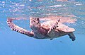 Meeresschildkröte Bissa. Морская черепаха Бисса (Eretmochelys imbricata) DSCF9916WI.jpg