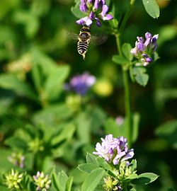 Megachile rotundata, även denna på blålusern.