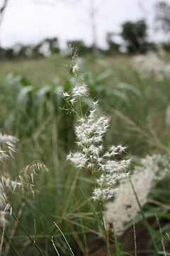 Melinis repens-MS 1344.jpg