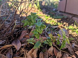 Mentha australis 46762257.jpg