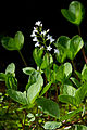 Menyanthes trifoliata (Fieberklee) [D]
