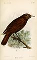 Bay thrush