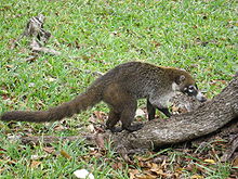 Coati dal naso bianco in cerca di cibo.