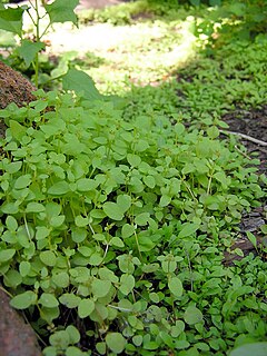 <i>Erythranthe gemmipara</i> species of plant