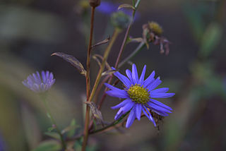 <i>Miyamayomena</i> Genus of flowering plants