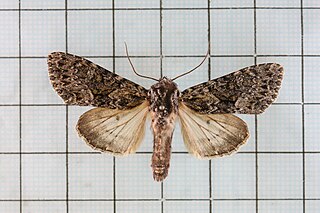 <i>Mniotype aulombardi</i> Species of moth