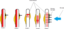 Five models showing how auxin is transported in the plant Arabidopsis. Model for auxin transport.png