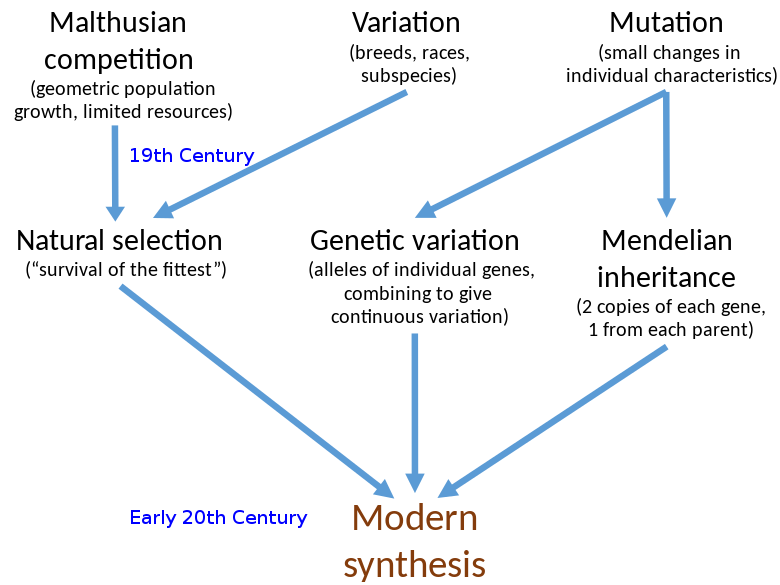 Several major ideas about evolution came together in the population genetics of the early 20th century to form the modern synthesis, including genetic variation, natural selection, and particulate (Mendelian) inheritance.[1] This ended the eclipse of Darwinism and supplanted a variety of non-Darwinian theories of evolution.