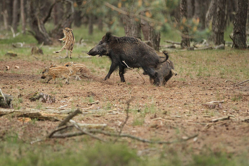 File:Moederliefde op de Veluwe.JPG