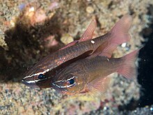 Moluccan cardinalfish (Ostorhinchus moluccensis) (39849184765).jpg