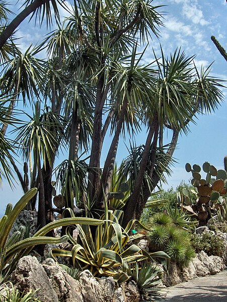 File:Monaco.Jardin exotique014.jpg