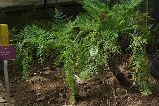 <i>Daucus edulis</i> Species of plant