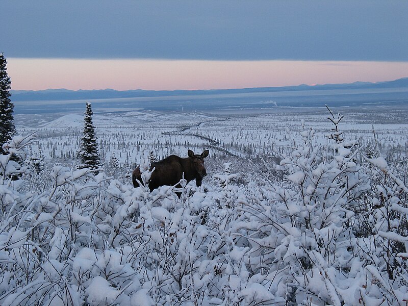 File:Moose by the Transalaska Oil Pipeline (November 2003).jpg