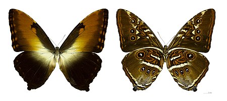 ไฟล์:Morpho hecuba hecuba MHNT.jpg