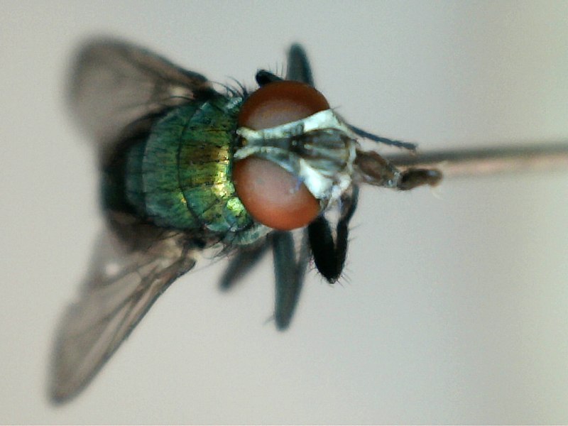 File:Mosca 02.jpg