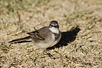 Motacilla capensis -Fish River Canyon, Namibia-8b.jpg