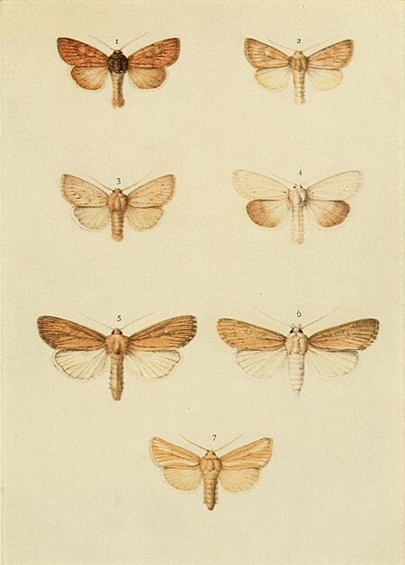 Tập_tin:Moths_of_the_British_Isles_Plate146.jpg