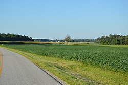 Moulton-New Knoxville Road soybean fields.jpg