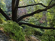 Mount Lofty Botanic Garden - Autumn4.JPG