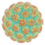 Thumbnail for Murine polyomavirus